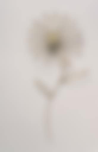 Daisy (preview)