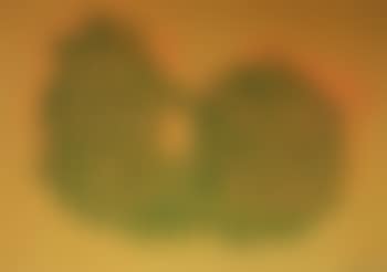 Orange background (preview)