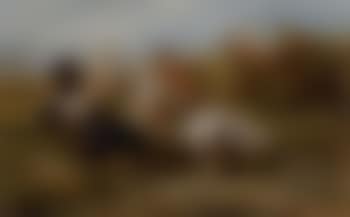 Chase (preview)