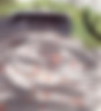 Frolicsome fish (preview)
