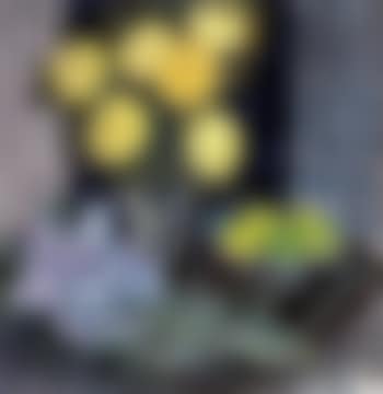 Still life (preview)