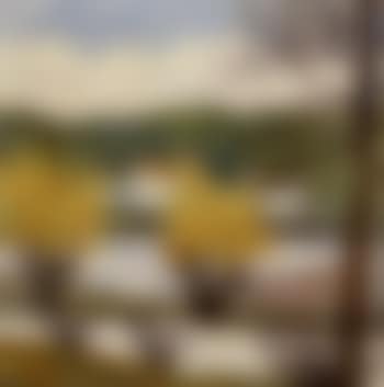 Les arbres jaunes (preview)
