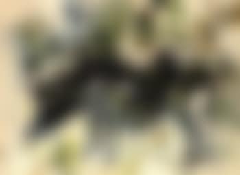 Boars (preview)