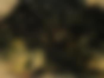 Beringen tree (preview)