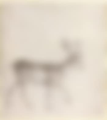 Stag in woodland (preview)