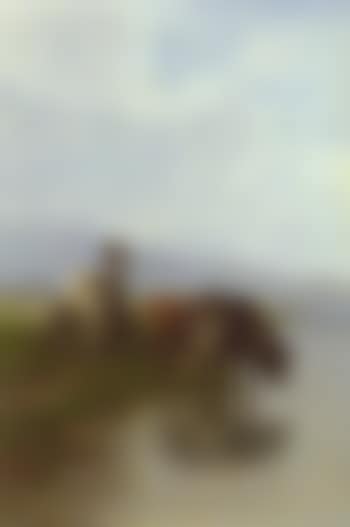 Herdress with sheep and cattle drinking from lake (preview)