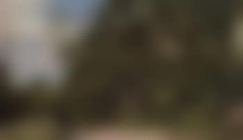 Wooded landscape with birch trees by country road (preview)