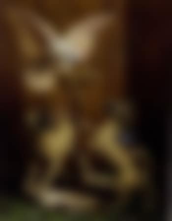 Two dogs annoying parrot on stand (preview)