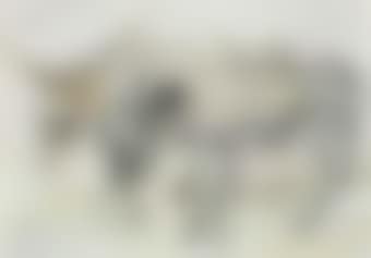 Two donkeys (preview)