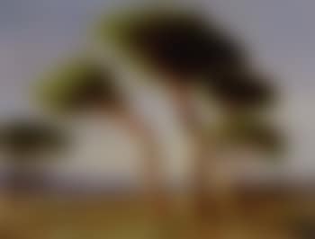 Pines in the Campagna (preview)