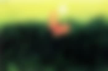 Butterfly (preview)