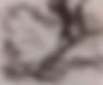 Study for tree on Primrose Hill (preview)