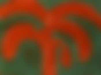 Indian tree (preview)