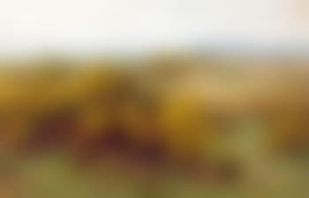 Golden gorse (preview)