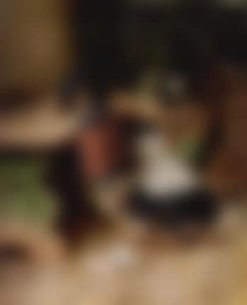 Dachshund playing (preview)