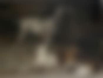 St Bernhard's dog and mastiff (preview)