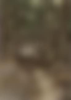 Woodland path with deer (preview)