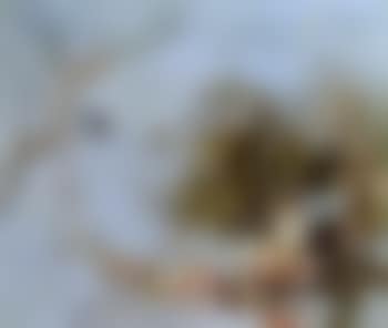 Allegory for spring (preview)