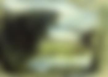 Poissons (preview)