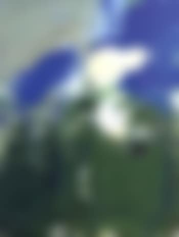 Paysage (preview)