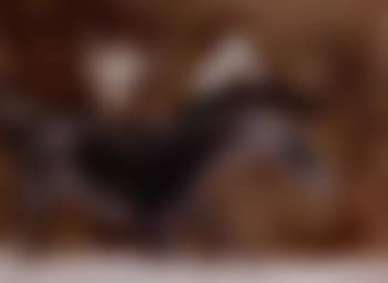 Horses (preview)