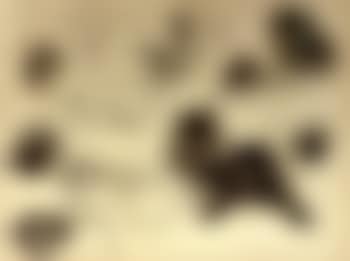 Playful poses, studies of kittens (preview)