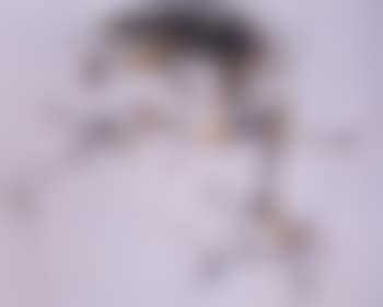 Rites II (preview)