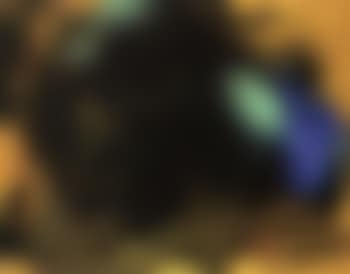 Landscape (preview)