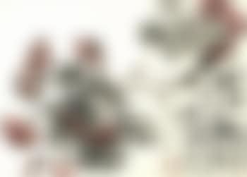 Pear blossoms (preview)