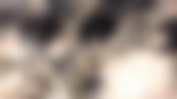 White pine (preview)