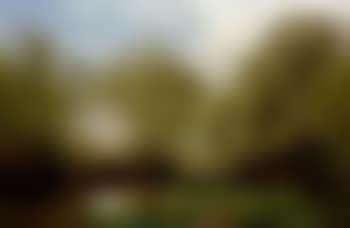 Spring landscape in the beech wood (preview)