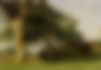 Study of trees along hedgerow (preview)
