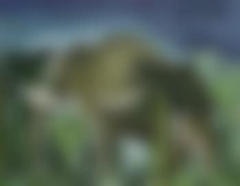 Elephant in the jungle (preview)