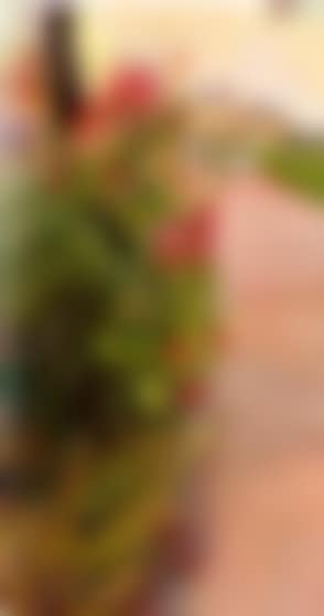 Flowers by the road (preview)