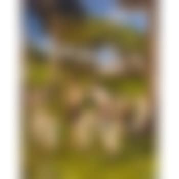 Kinder und puttenreigen (preview)