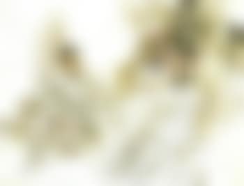 Lady with a parasol. Caught in the act of the plan. The wedding (preview)
