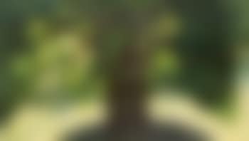 The tree (preview)