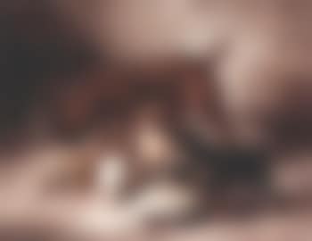 Feeding time for the puppies (preview)