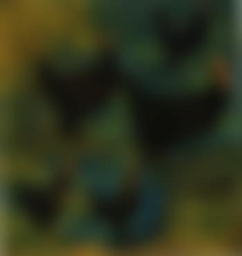 Turkeys (preview)