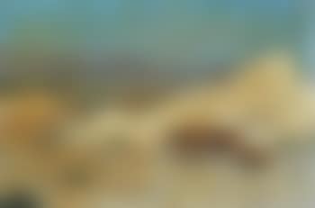 Lionne et lionceau dans un paysage (preview)