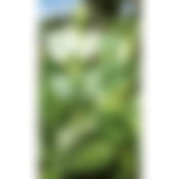 Flowering vegetables (preview)