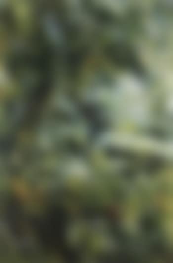 Landscape (preview)