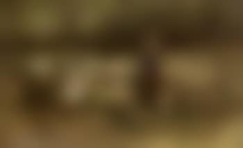 Young shepherdess (preview)