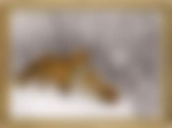 Winter landscape with foxes (preview)