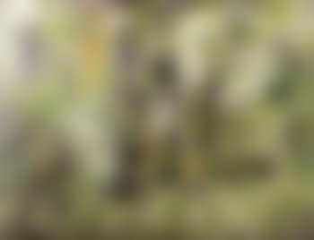 La foret enchantee (preview)