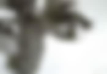 Still life (preview)