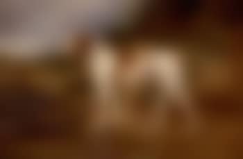 The stud pointer Major (preview)