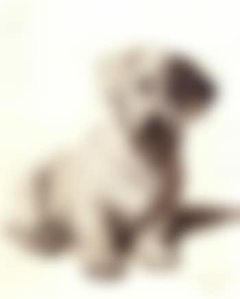 A sealyham terrier (preview)