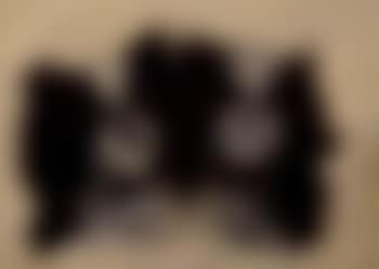 Two Japanese Chins (preview)