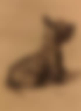 A Scottie (preview)